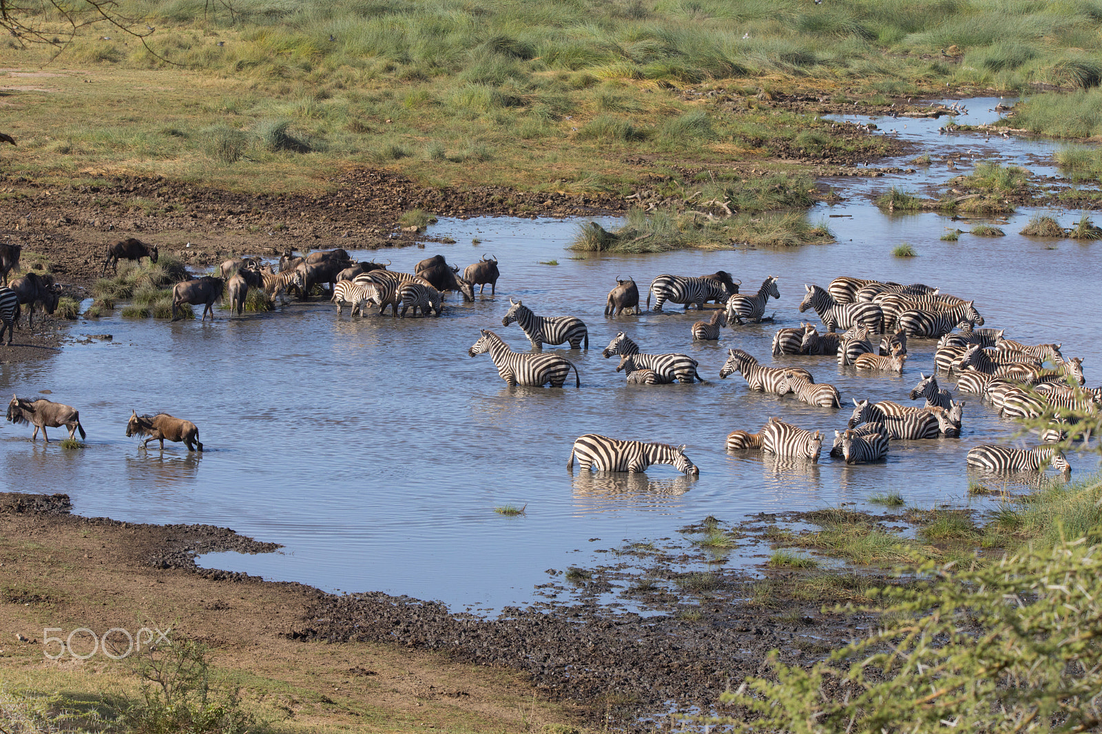 Sigma 150-600mm F5-6.3 DG OS HSM | S sample photo. Zebra and wildebeast migration photography