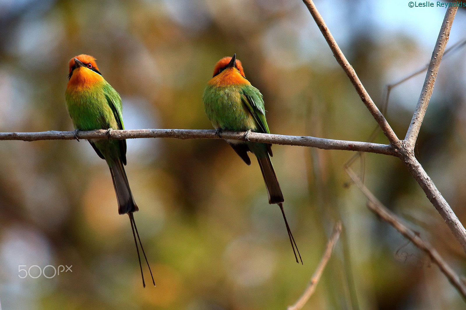 Canon EOS 700D (EOS Rebel T5i / EOS Kiss X7i) + Canon EF 100-400mm F4.5-5.6L IS USM sample photo. Bohm's bee-eater photography
