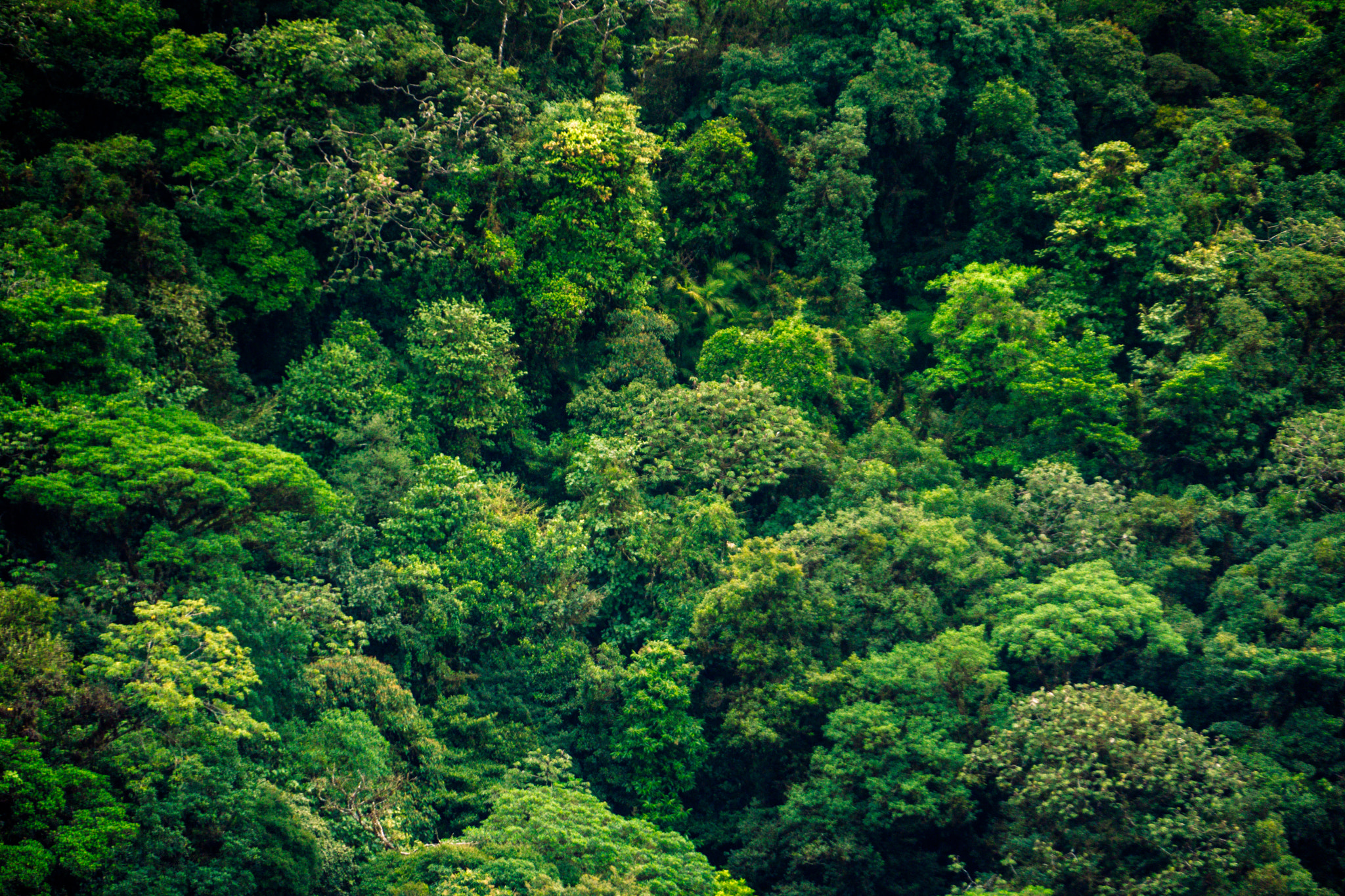 Sony a6300 sample photo. Monteverde rainforest photography