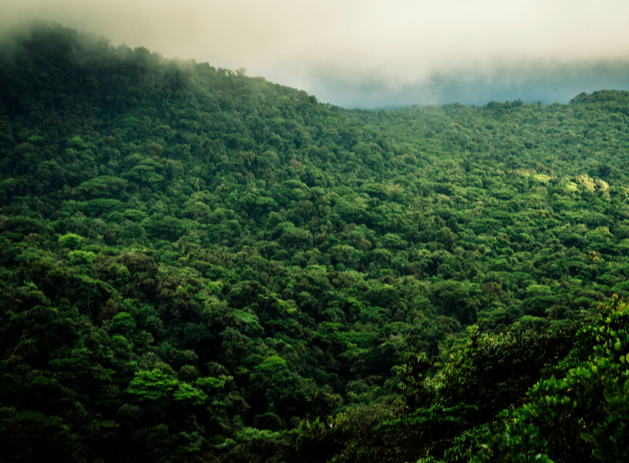Sony a6300 sample photo. Monteverde rainforest photography