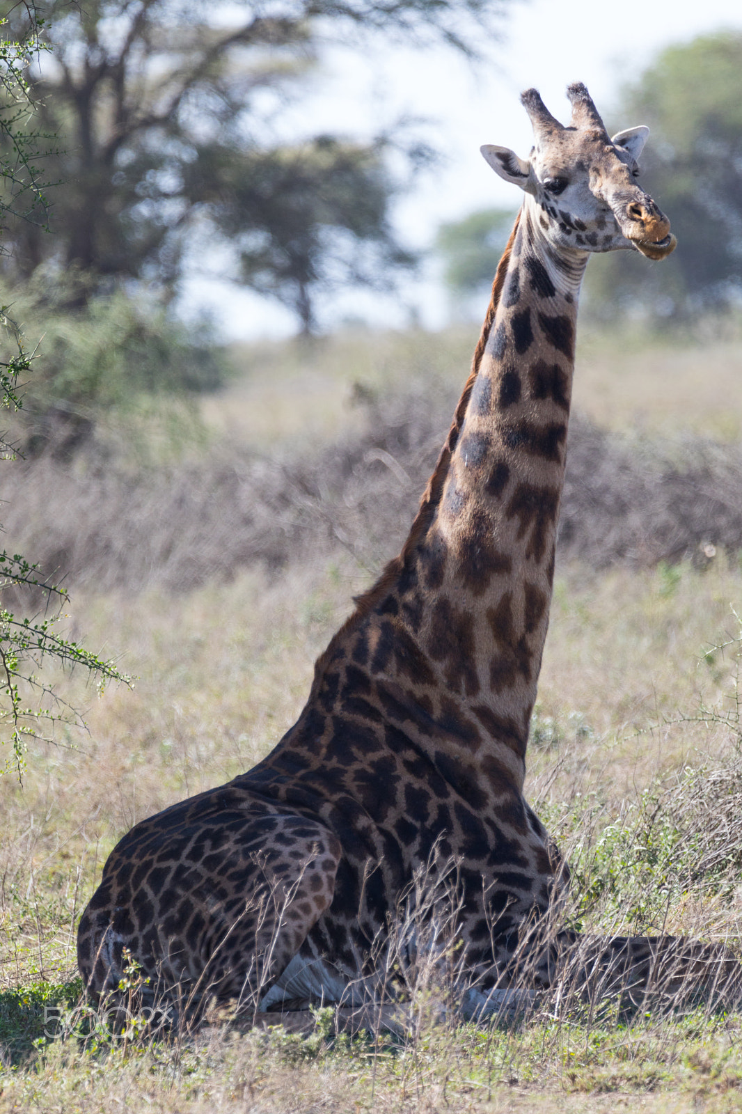 Canon EOS 5D Mark IV sample photo. Sitting giraffe photography