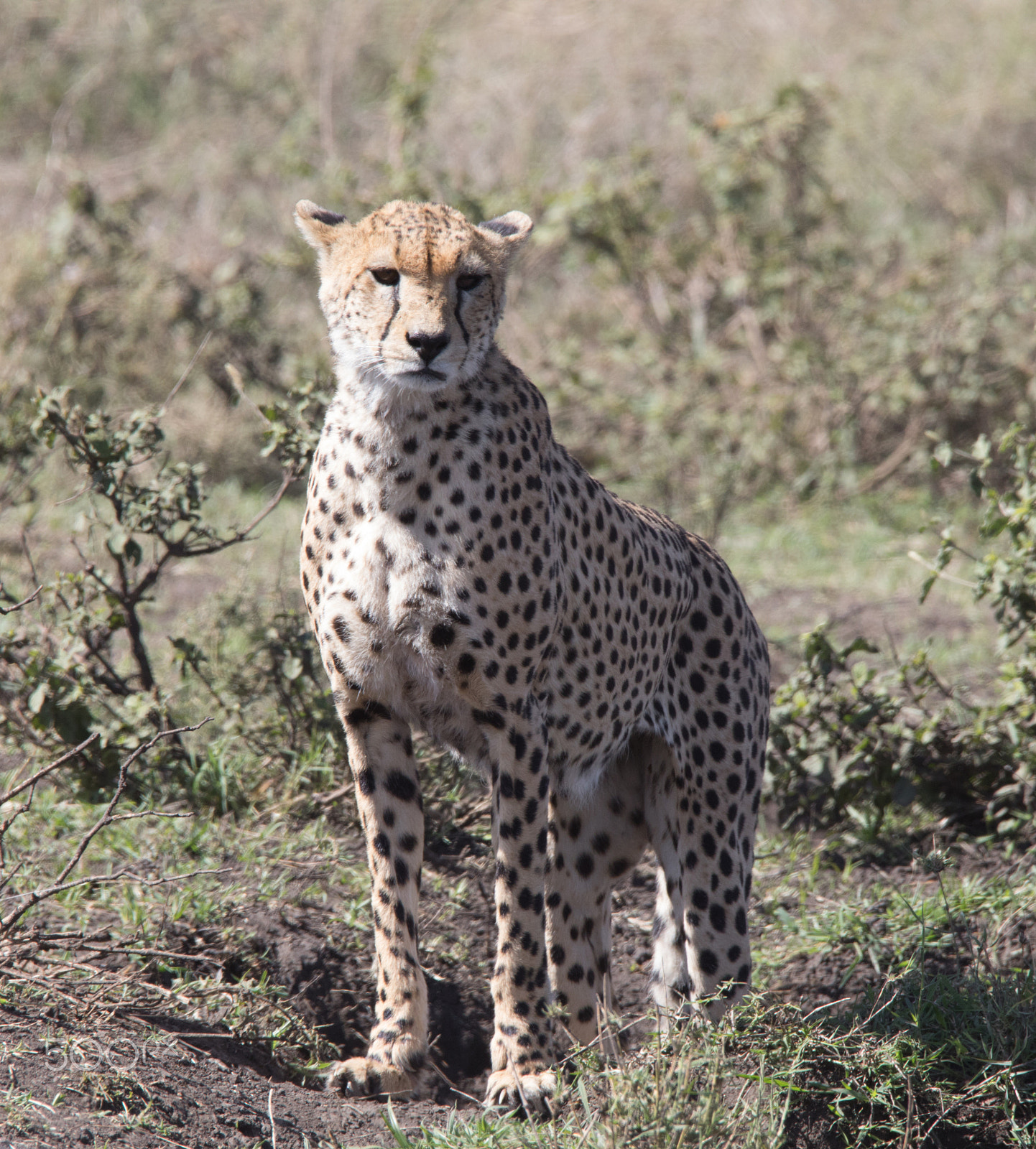 Canon EOS 5D Mark IV sample photo. Cheetah on the prowl photography