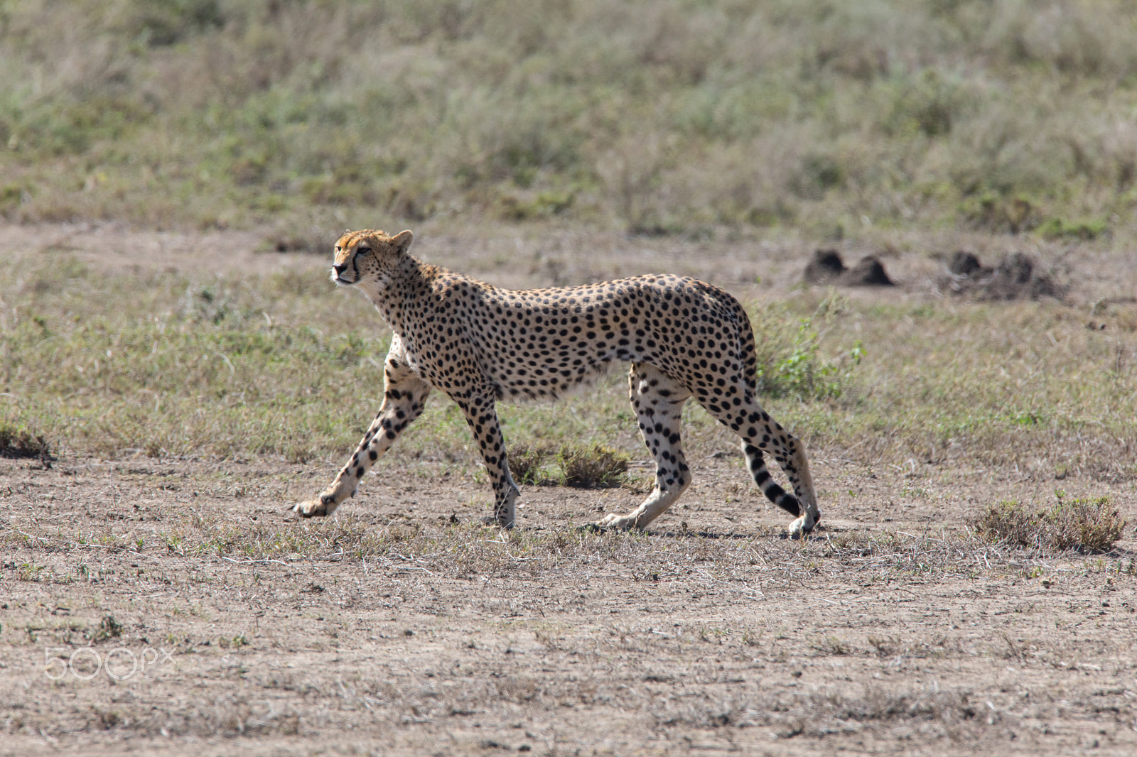 Canon EOS 5D Mark IV sample photo. Cheetah ready for hunting photography