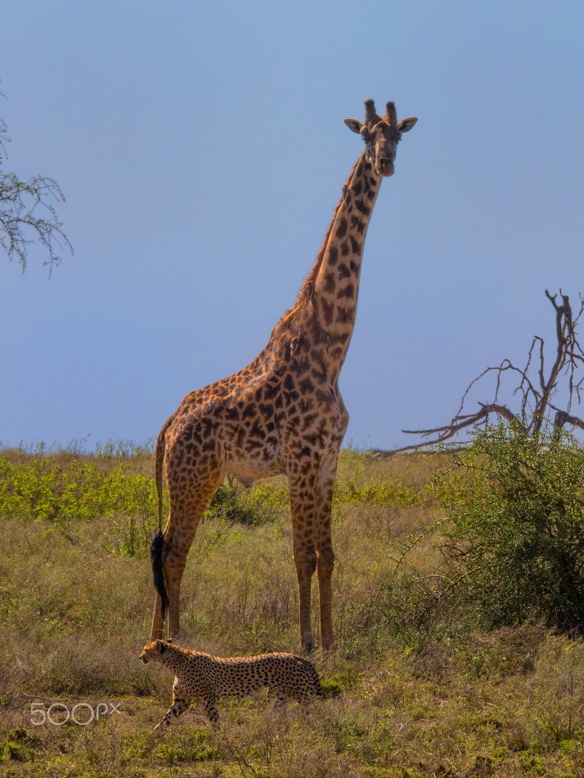 Canon EOS 5D Mark IV sample photo. Giraffe and cheetah photography