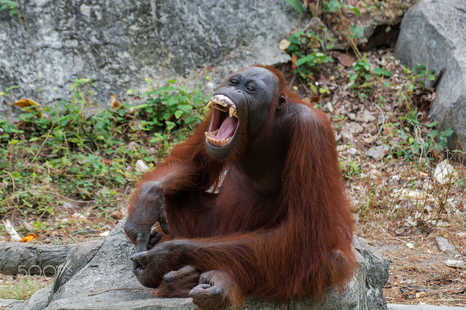 Nikon D5200 sample photo. Orangutan or pongo pygmaeus. photography