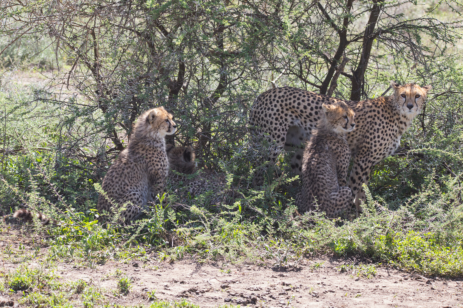 Canon EOS 5D Mark IV sample photo. Cheetah with four cubs photography