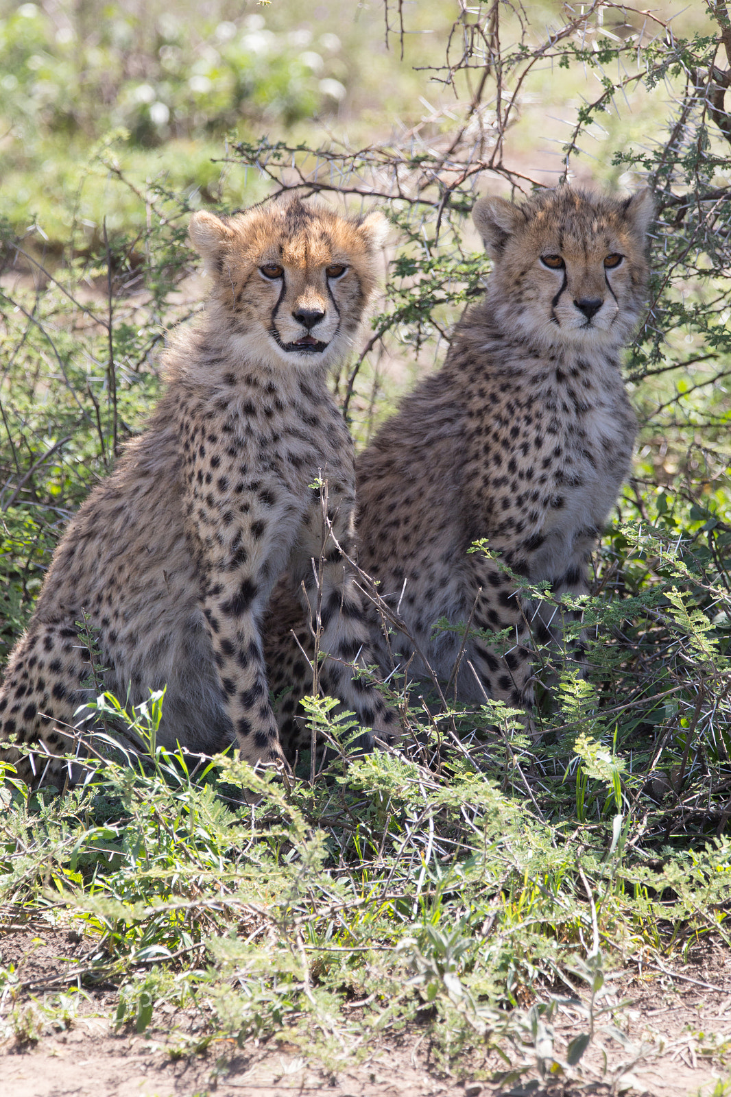 Canon EOS 5D Mark IV + Sigma 150-600mm F5-6.3 DG OS HSM | S sample photo. Two cheetah cubs photography