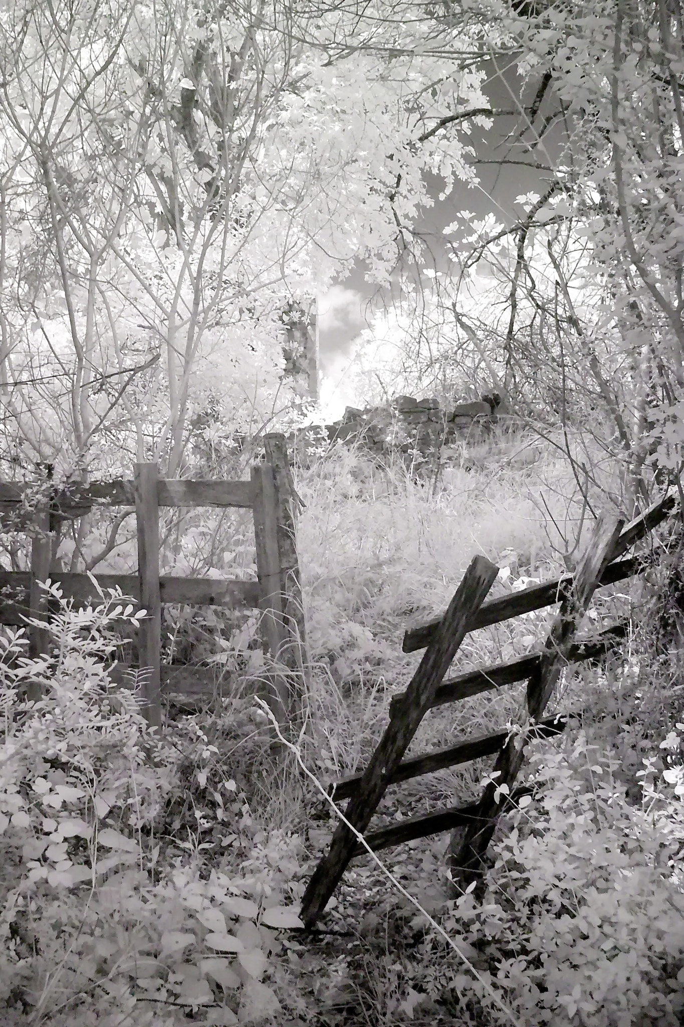 Panasonic DMC-FX3 sample photo. The entrance to the world of infrared photography