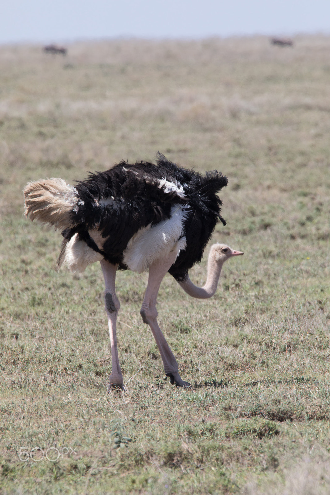 Canon EOS 5D Mark IV + Sigma 150-600mm F5-6.3 DG OS HSM | S sample photo. Male ostrich photography
