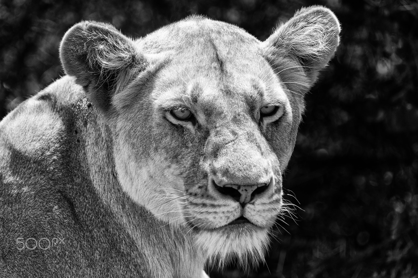 Canon EOS 5D Mark IV sample photo. Lioness portrait b&w photography