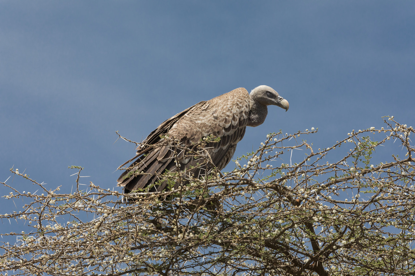 Canon EF 70-200mm F2.8L IS II USM sample photo. Vulture photography
