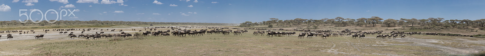 Canon EOS 5D Mark IV + Canon EF 70-200mm F2.8L IS II USM sample photo. Wildebeast migration pano photography