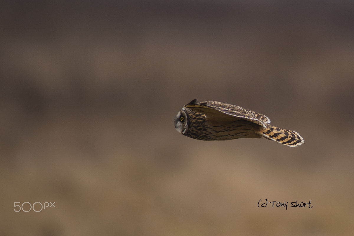 Minolta AF 600mm F4 APO sample photo. Short eared owl photography