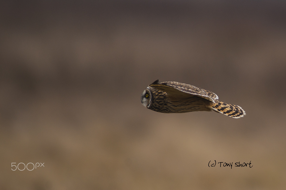 Sony Alpha DSLR-A900 sample photo. Short eared owl photography