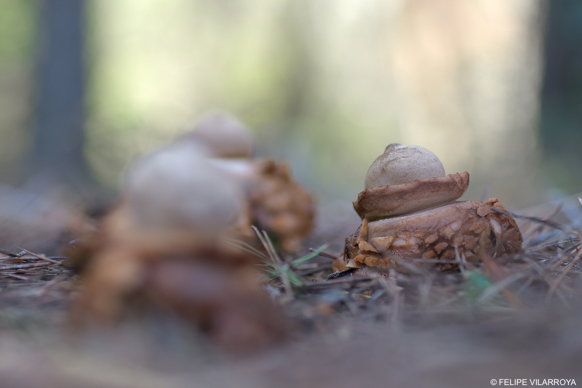 Nikon D7000 + Sigma 70mm F2.8 EX DG Macro sample photo. Geastrum triplex photography