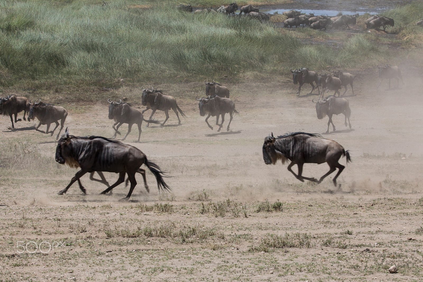 Canon EOS 5D Mark IV + Canon EF 70-200mm F2.8L IS II USM sample photo. Running wildebeast photography