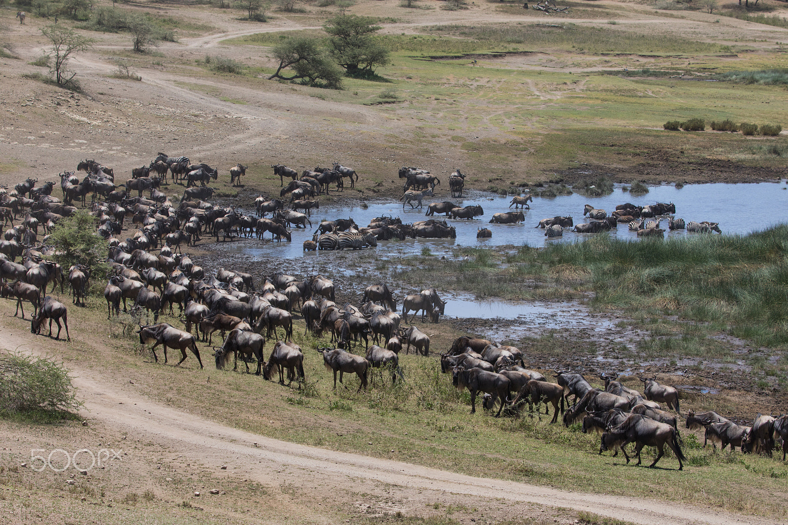 Canon EF 70-200mm F2.8L IS II USM sample photo. Wildebeast at watering hole photography