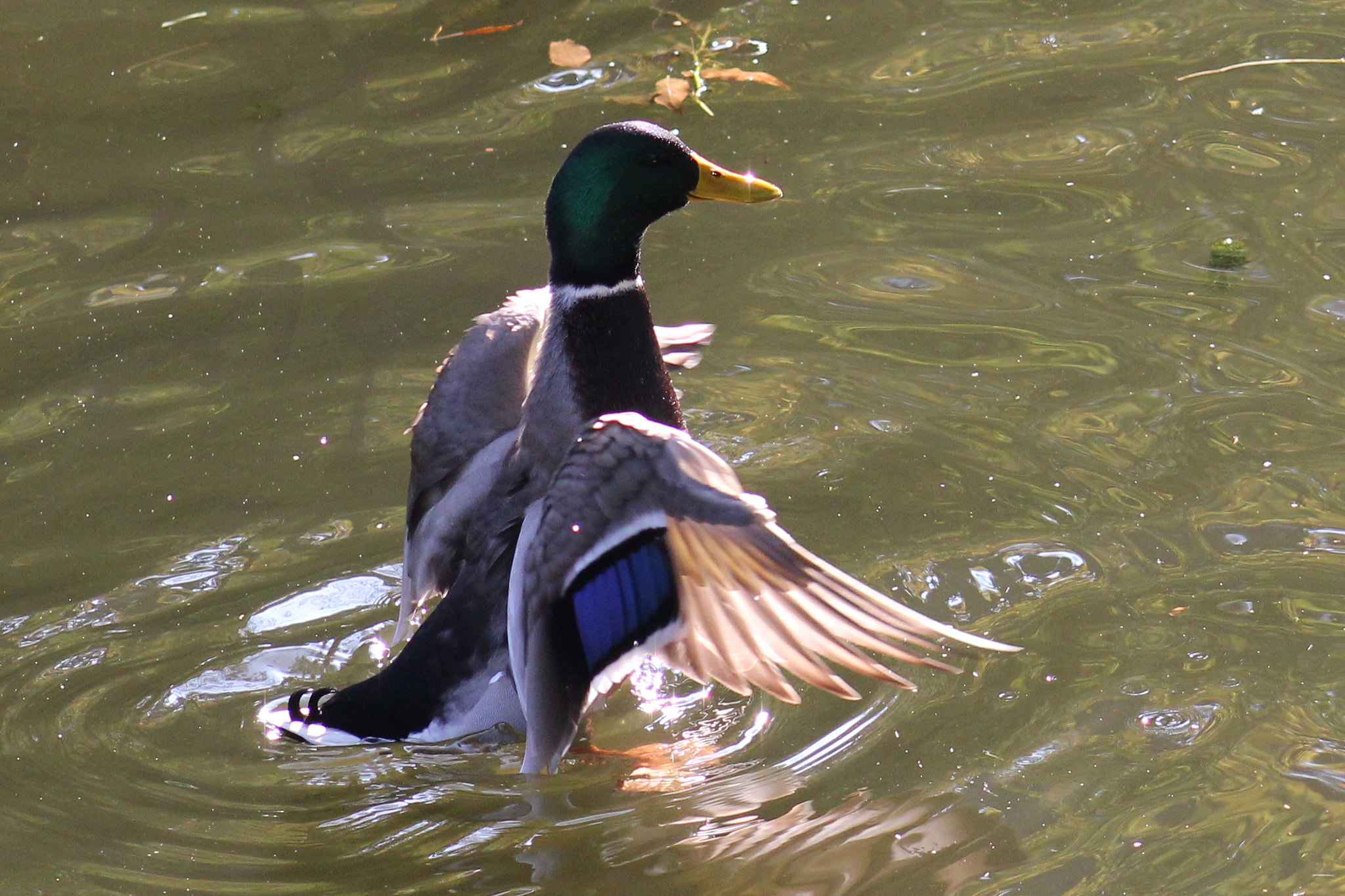 Canon EOS 550D (EOS Rebel T2i / EOS Kiss X4) + EF75-300mm f/4-5.6 sample photo. Kaczor () photography