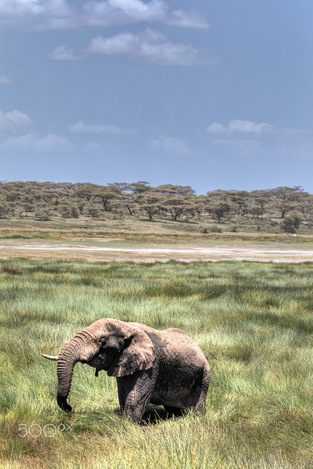 150-600mm F5-6.3 DG OS HSM | Contemporary 015 +1.4x sample photo. Elephant savanah shot photography