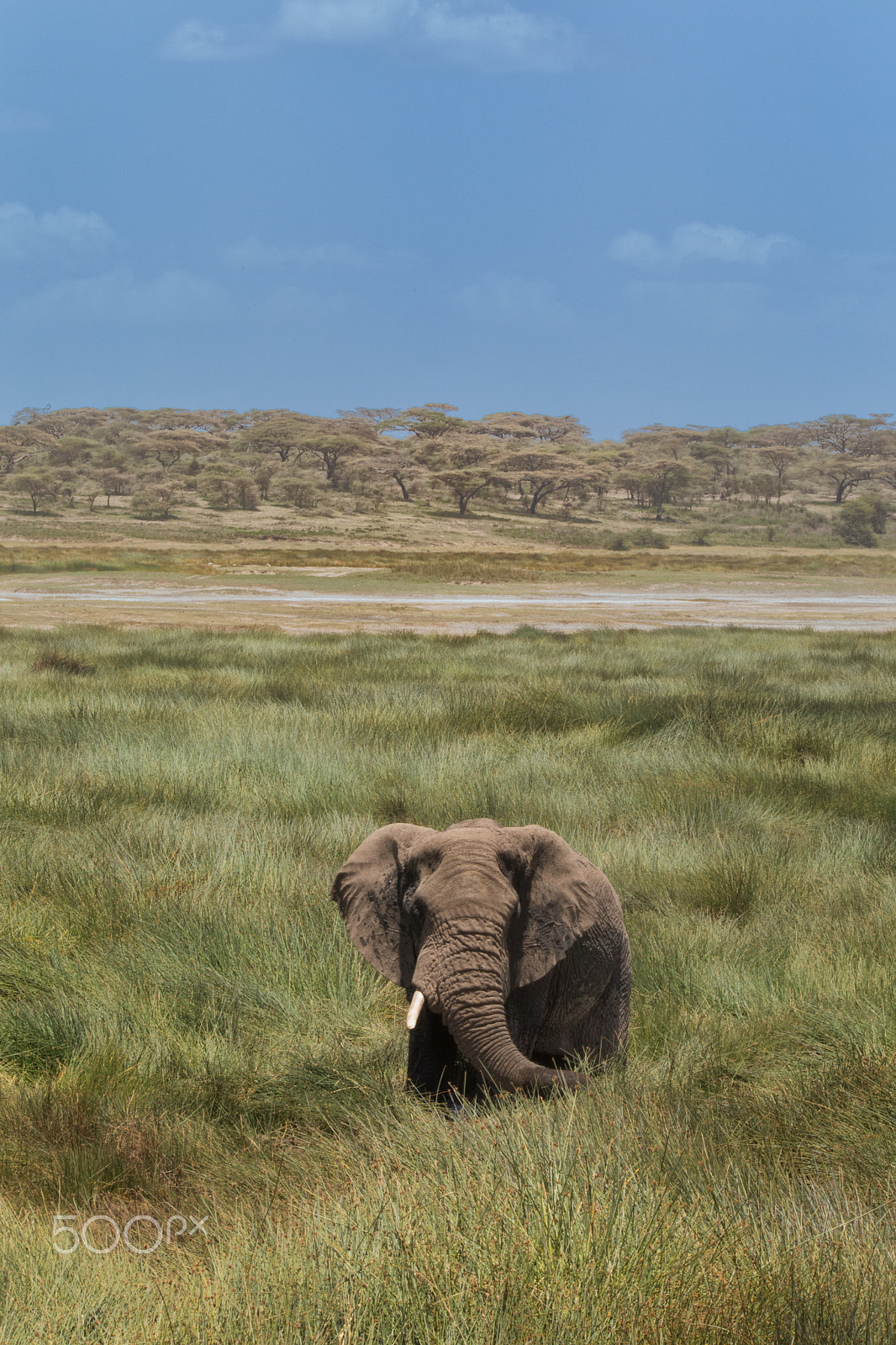 Canon EOS 5D Mark IV + Sigma 150-600mm F5-6.3 DG OS HSM | S sample photo. Elephant facing savanah photography