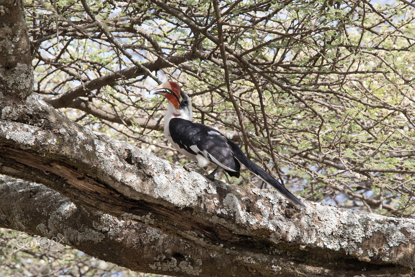 150-600mm F5-6.3 DG OS HSM | Contemporary 015 sample photo. Hornbill photography