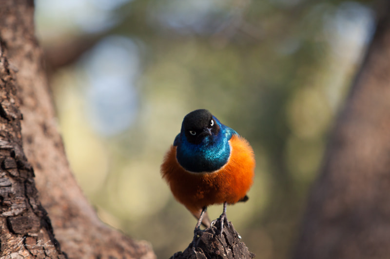 Canon EF 70-200mm F2.8L USM sample photo. Angry bird photography