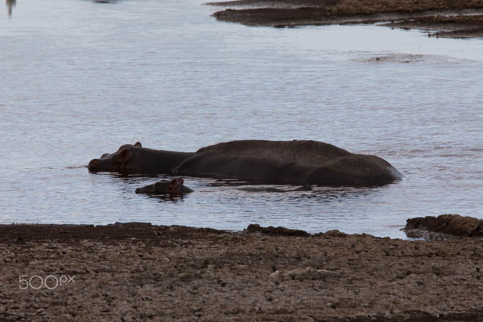 Canon EOS 5D Mark IV + Sigma 150-600mm F5-6.3 DG OS HSM | S sample photo. Baby and mama hippo photography