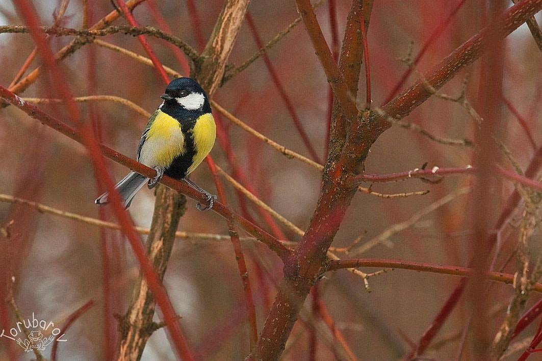 Canon EOS 5D + Canon EF 80-200mm f/2.8L sample photo. Great tit photography