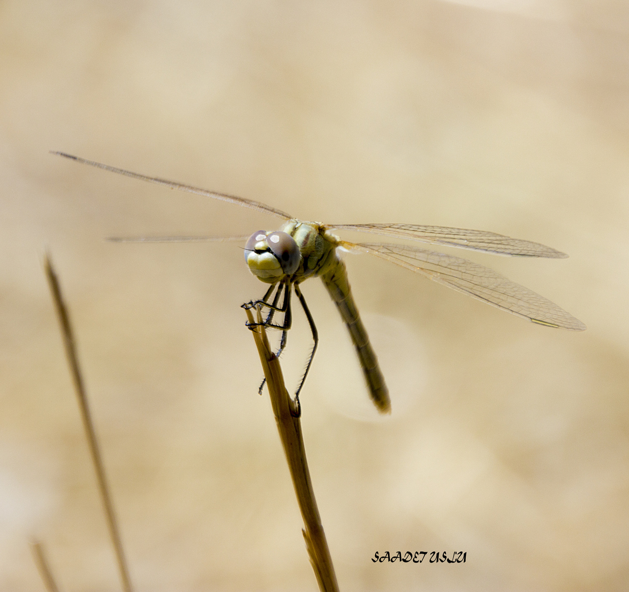 Canon EOS 550D (EOS Rebel T2i / EOS Kiss X4) sample photo. Dragonfly photography