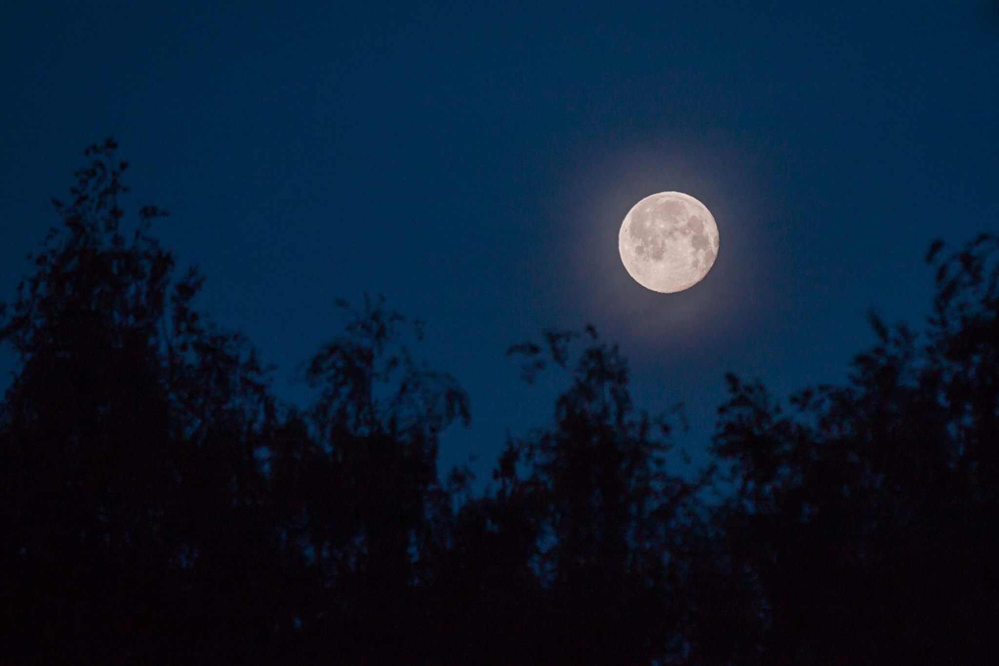 Canon EOS 500D (EOS Rebel T1i / EOS Kiss X3) sample photo. Moon photography