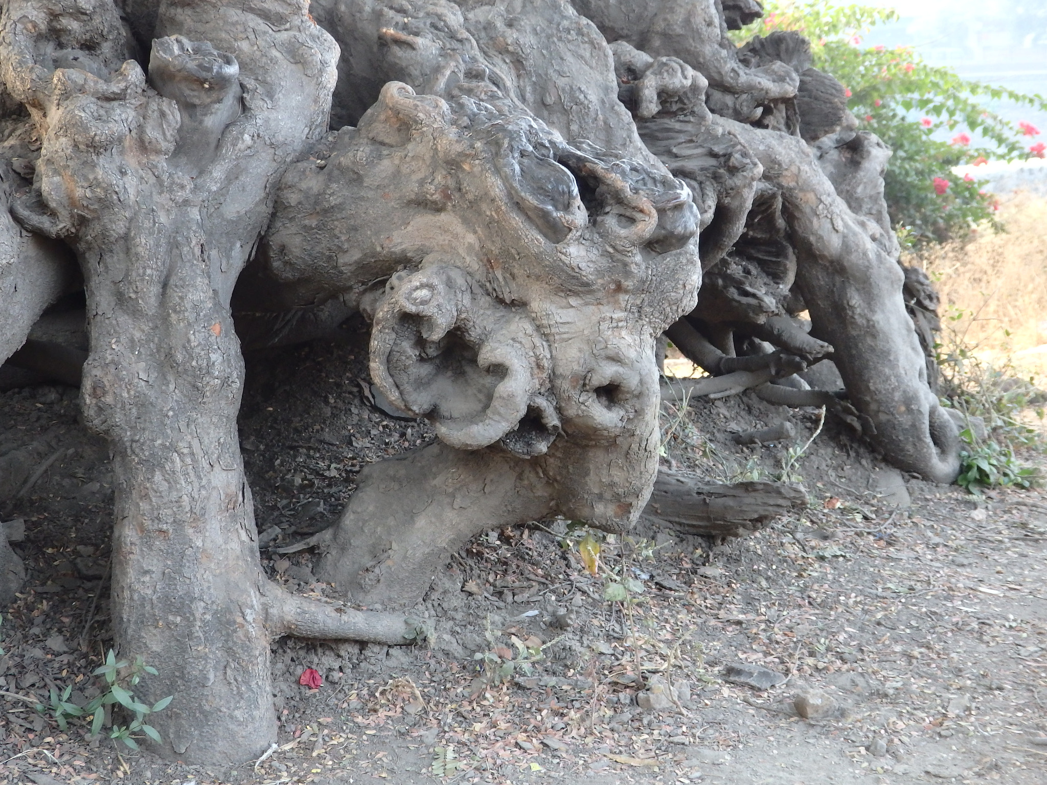 Olympus SH-1 sample photo. Elephant god photography