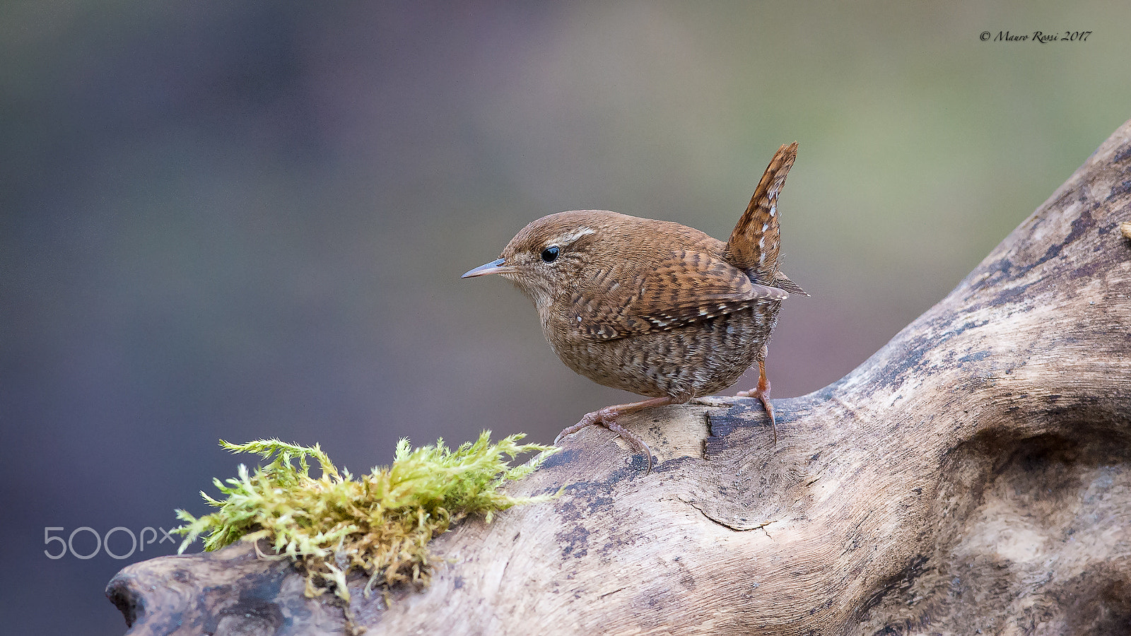 Nikon AF-S Nikkor 300mm F2.8G ED VR II sample photo. Scricciolo - wren -troglodytes troglodytes photography