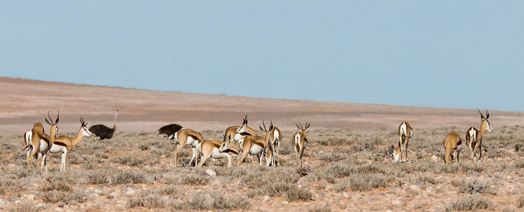 Sigma 150-500mm F5-6.3 DG OS HSM sample photo. Springbuck photography