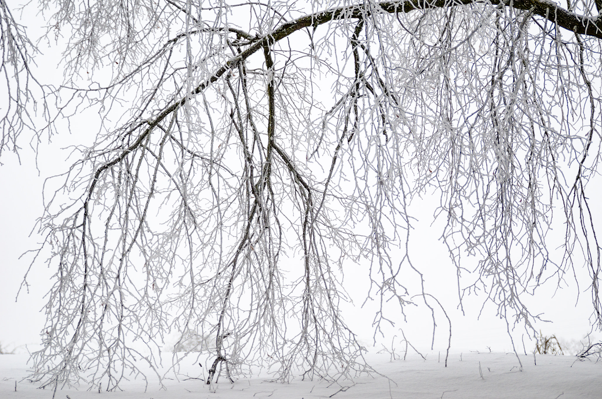 Tamron SP 24-70mm F2.8 Di VC USD sample photo. Winter veins 2 photography