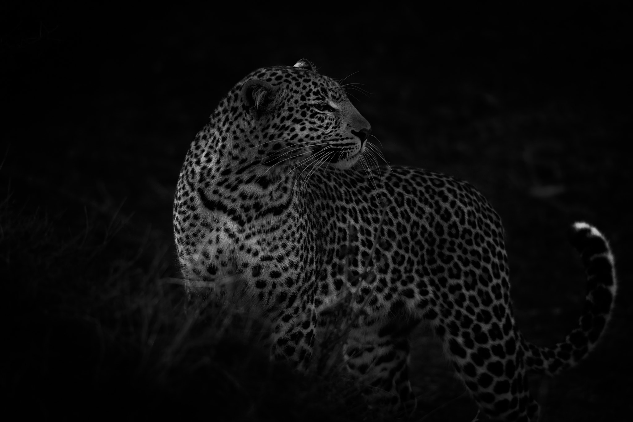 Nikon D810 sample photo. Monochrome portrait photography