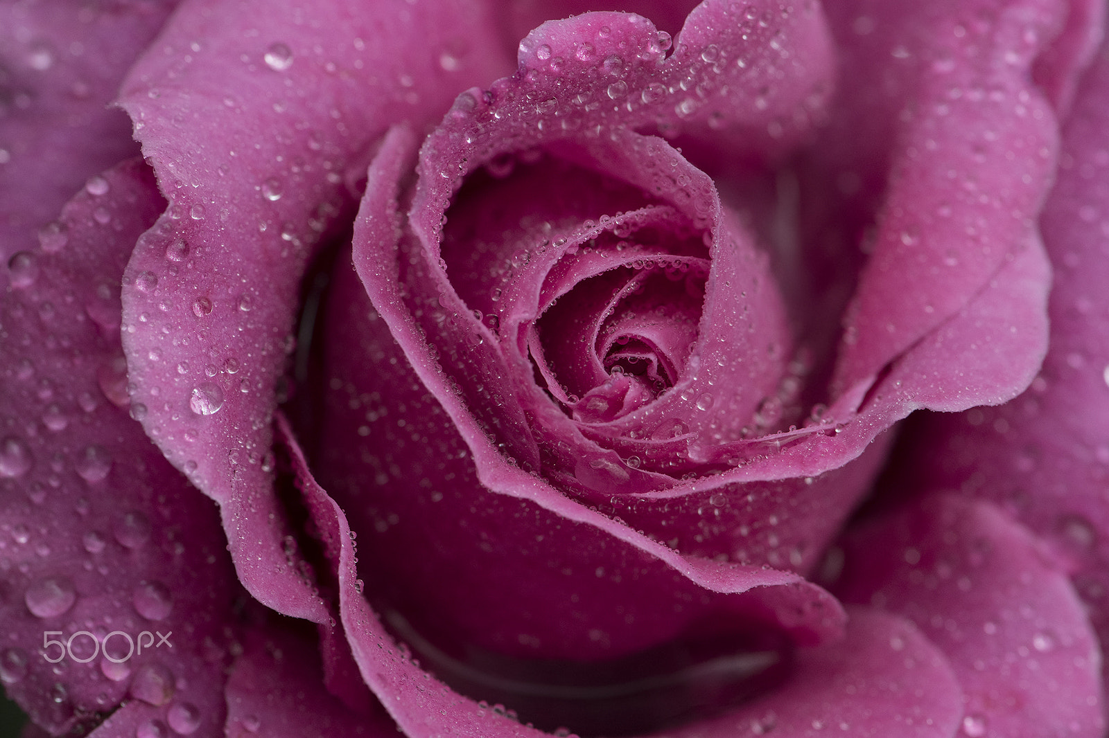 Nikon AF-S Micro-Nikkor 105mm F2.8G IF-ED VR sample photo. Freshness photography