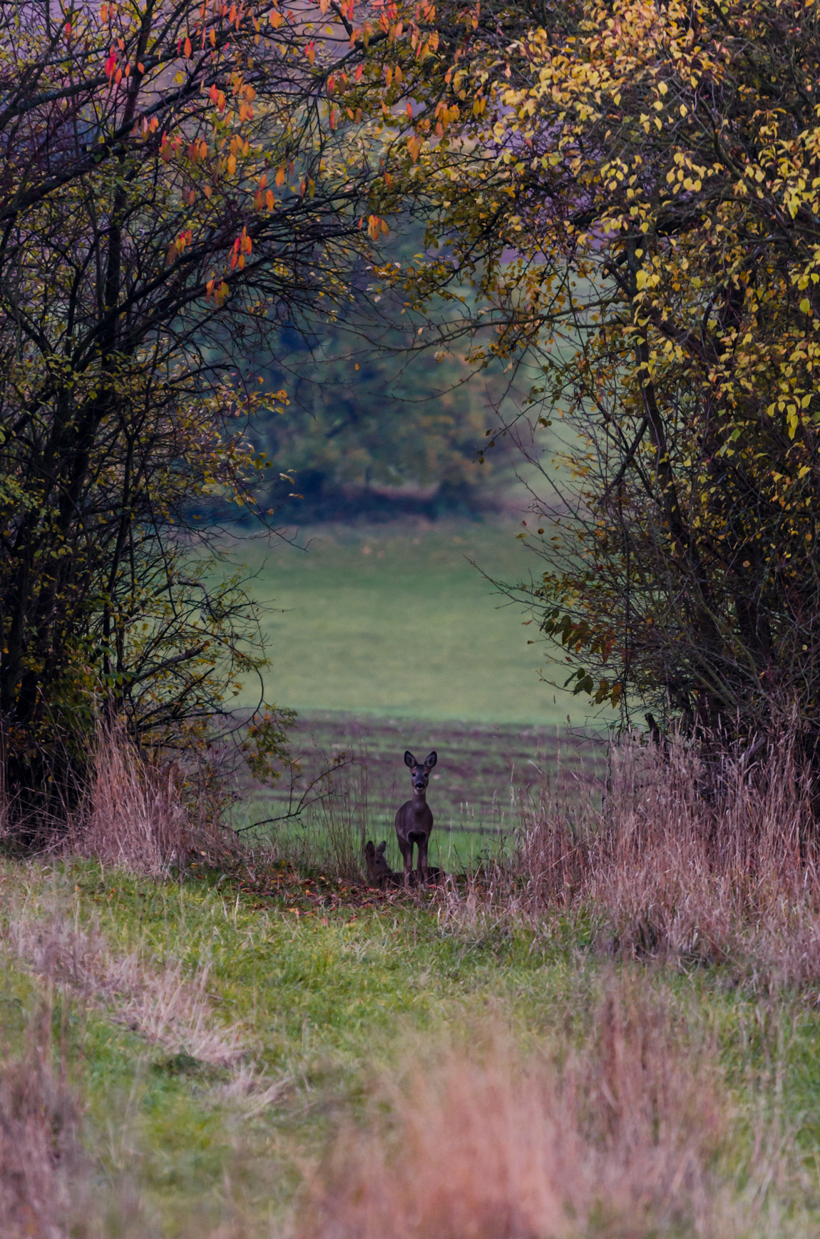 Nikon D5100 + Sigma 70-200mm F2.8 EX DG OS HSM sample photo. Caught photography