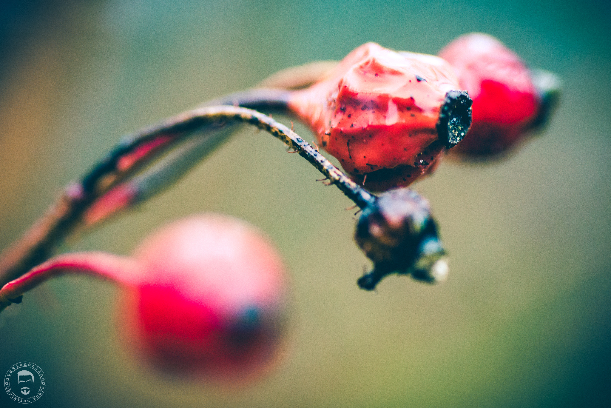 Nikon D600 sample photo. 30.jpg photography