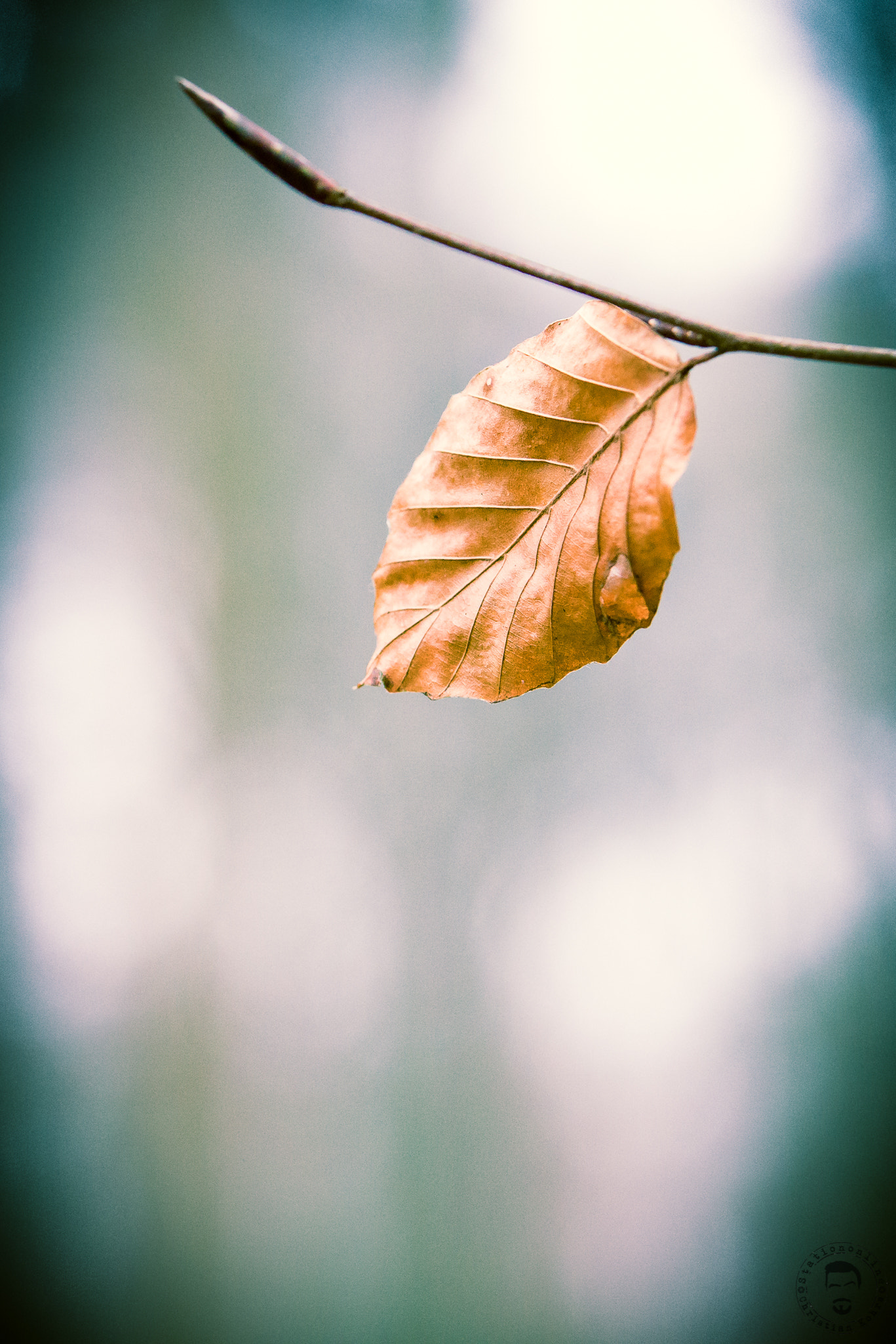 Nikon D600 sample photo. 34.jpg photography