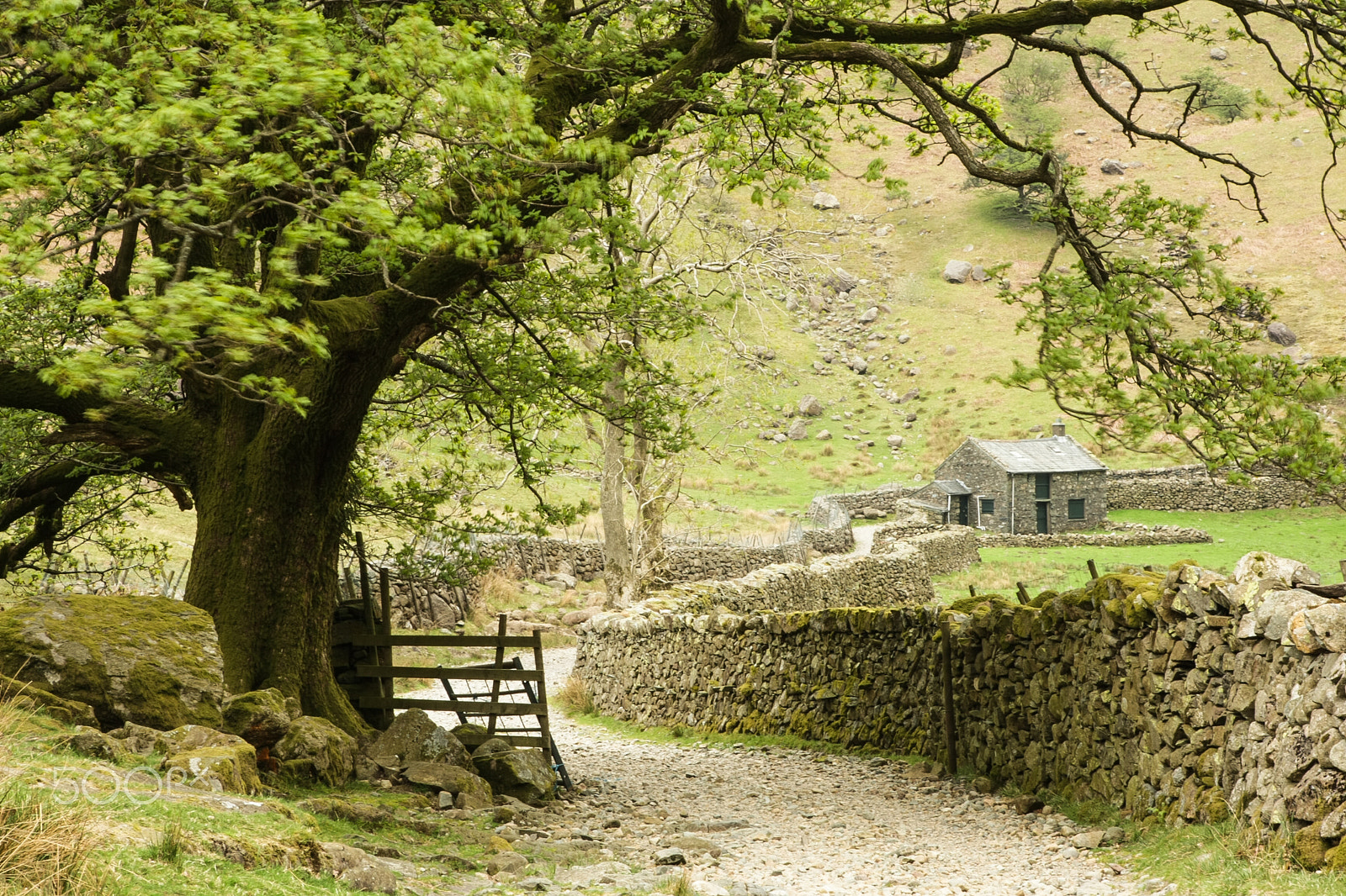 Canon EOS-1D Mark III sample photo. Langstrath valley path photography