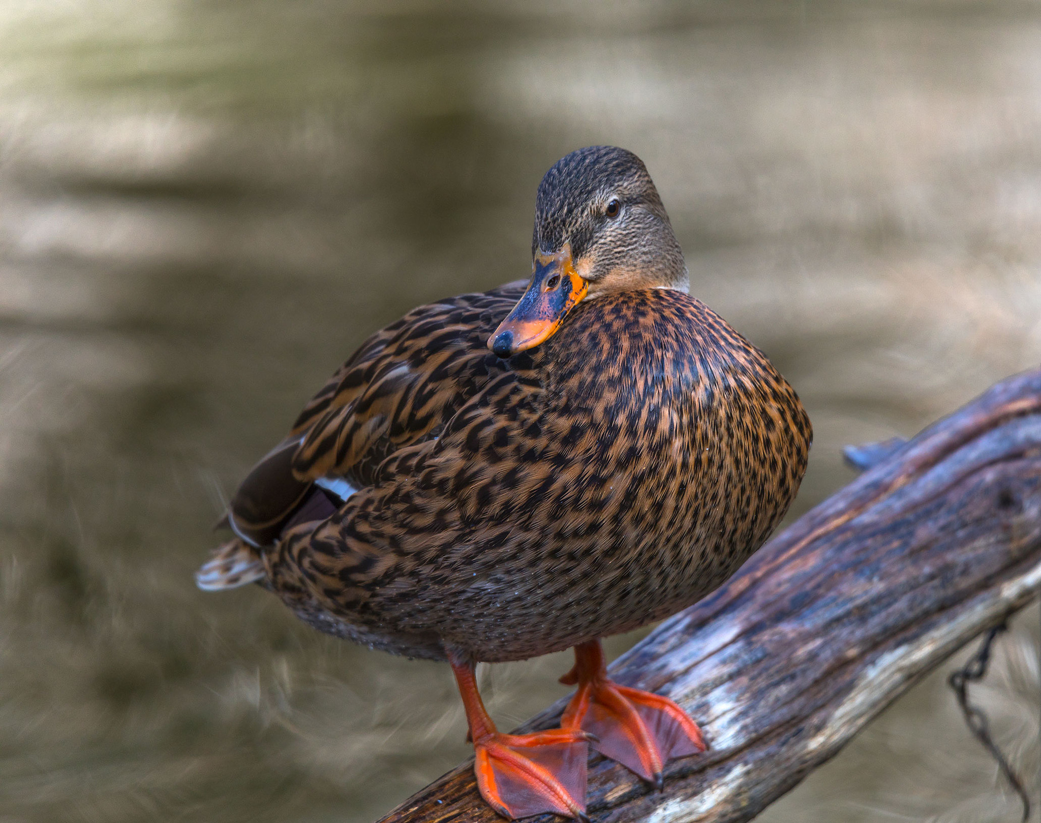 Tamron SP 150-600mm F5-6.3 Di VC USD sample photo. Ia photography