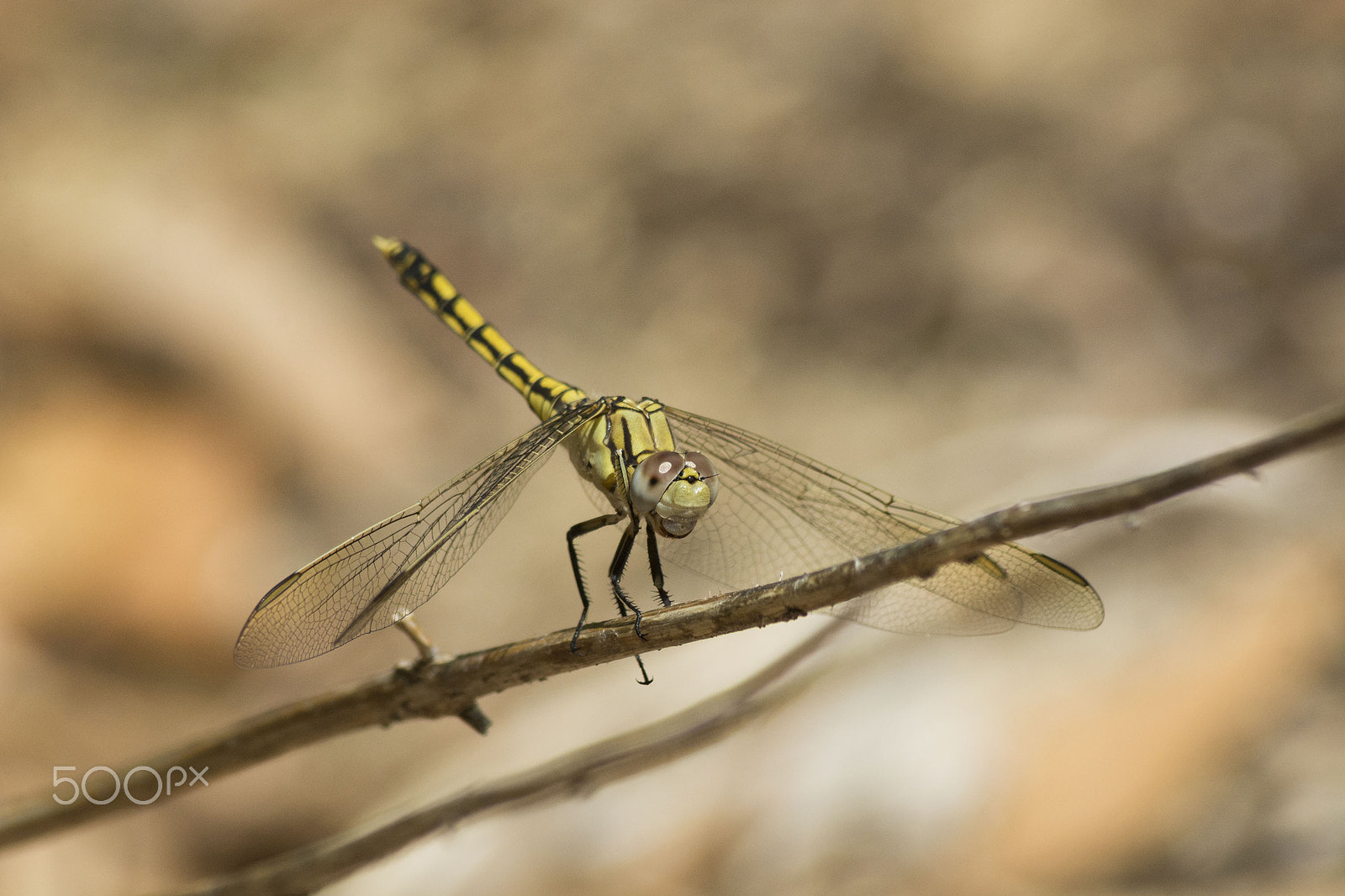 Nikon D7100 sample photo. Yellow dragonfly photography
