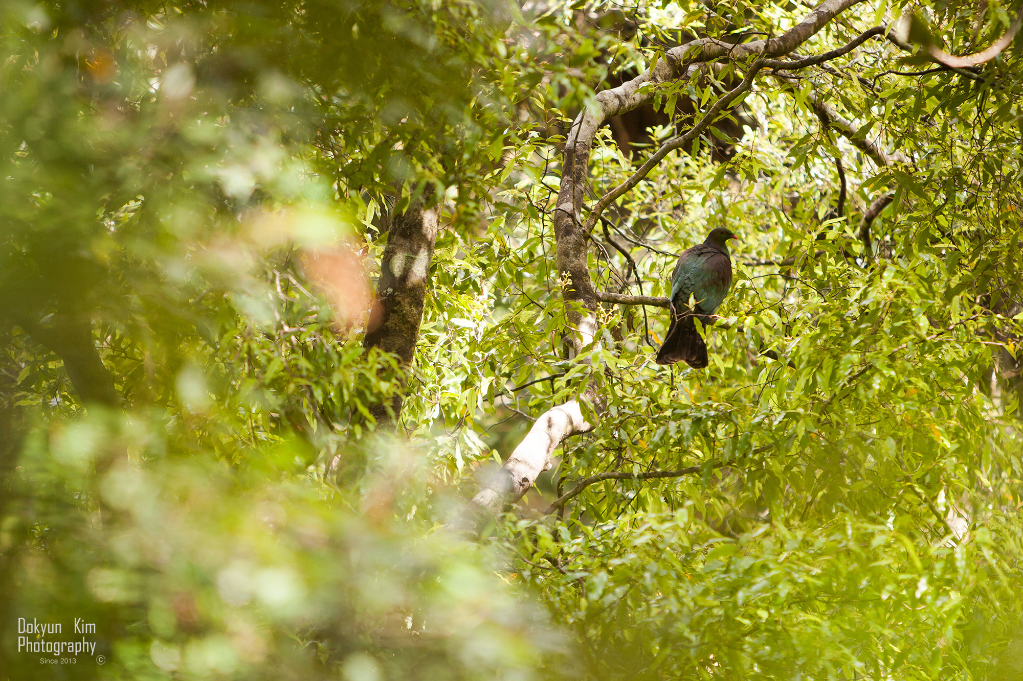 Canon EOS-1Ds Mark II sample photo. New zealand pigeon photography