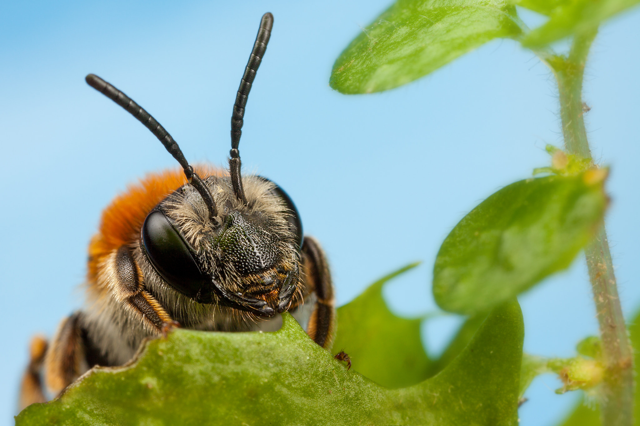 Canon EOS 5D Mark II + Canon MP-E 65mm F2.5 1-5x Macro Photo sample photo. Mining bee photography