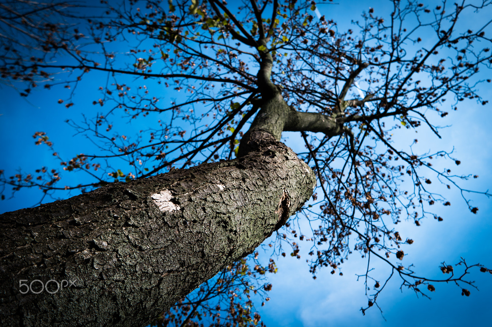 Samsung NX500 sample photo. Autumn photography
