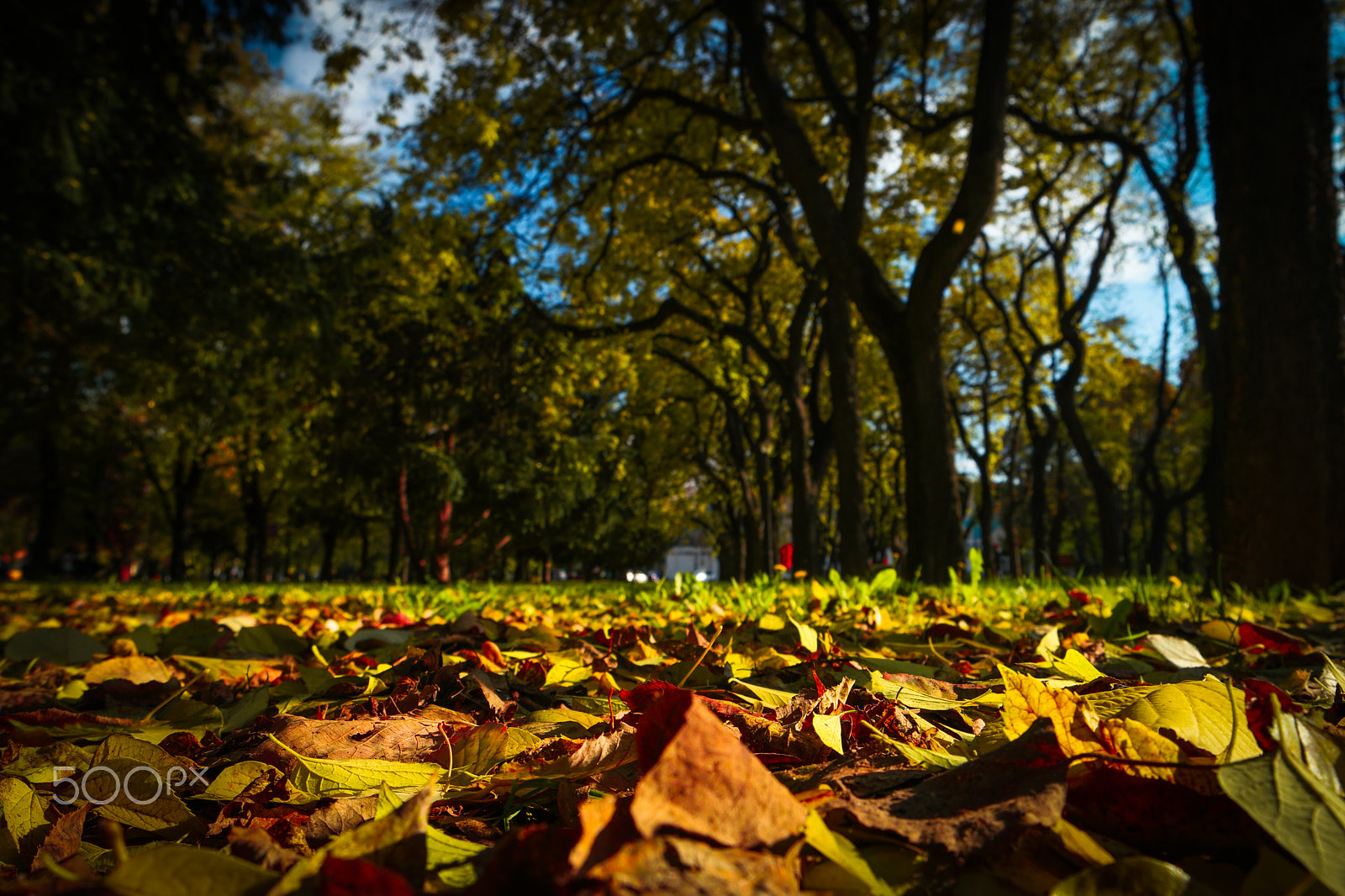 Samsung NX500 + Samsung NX 16-50mm F3.5-5.6 Power Zoom ED OIS sample photo. Autumn photography