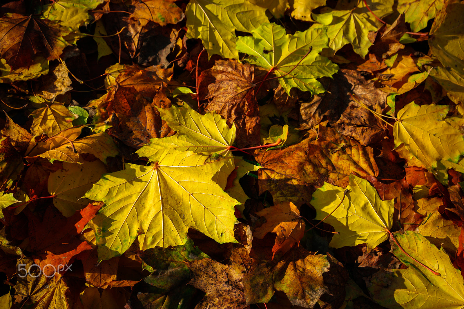 Samsung NX500 + Samsung NX 16-50mm F3.5-5.6 Power Zoom ED OIS sample photo. Autumn photography