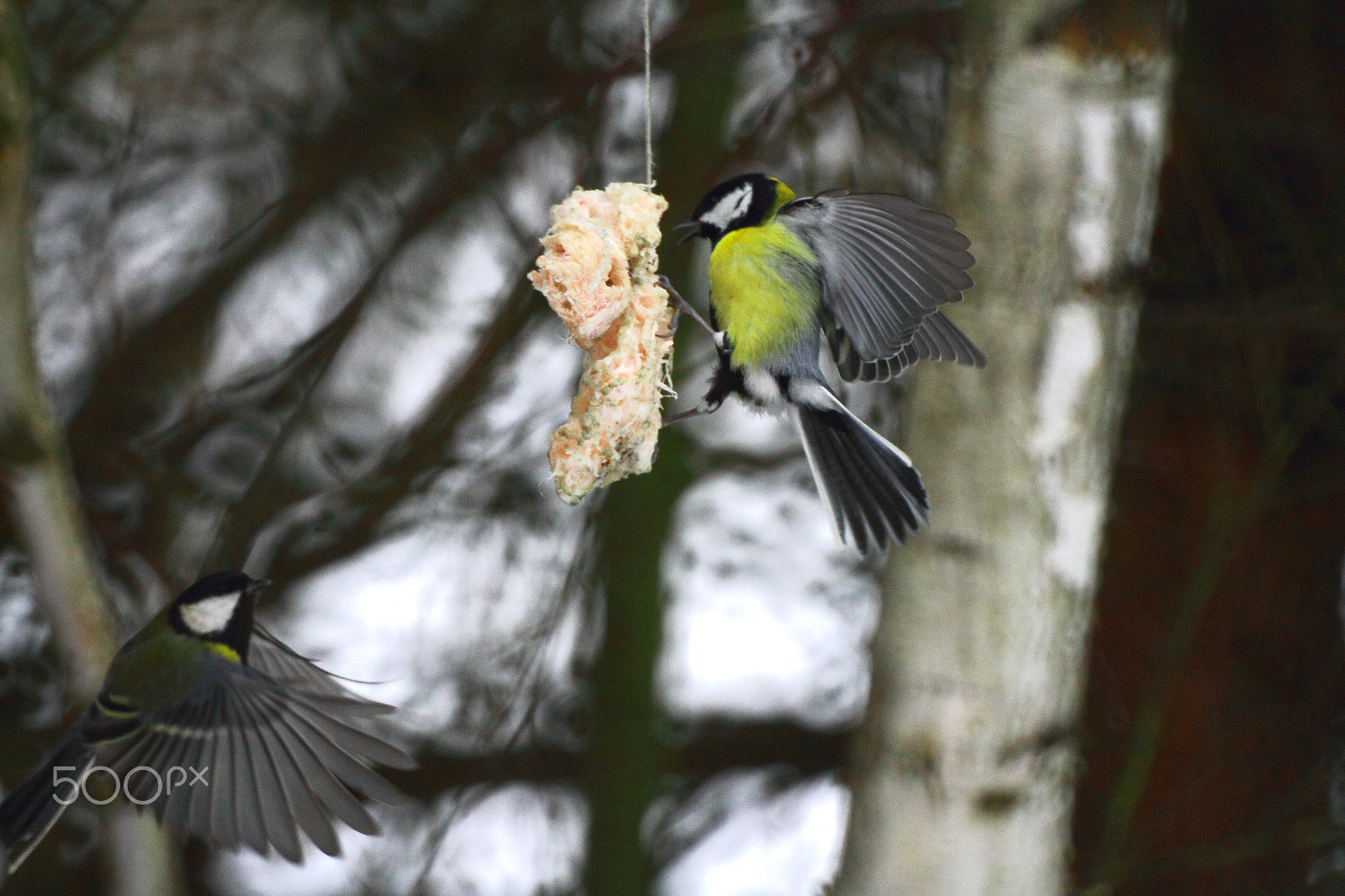 Canon EF 35-80mm f/4-5.6 sample photo. Feedings titmouse photography