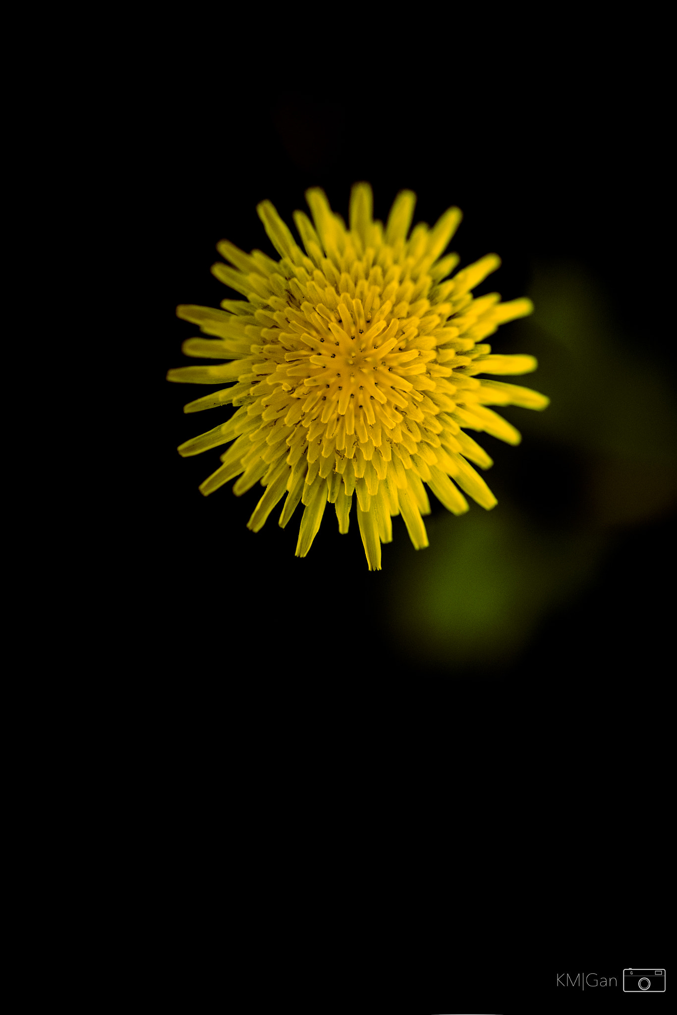 Nikon AF-S Micro-Nikkor 60mm F2.8G ED sample photo. Thorny issues photography