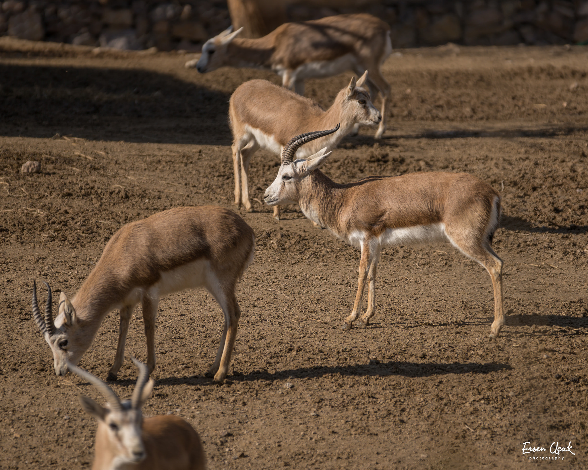 Sony 70-300mm F4.5-5.6 G SSM sample photo. The wild life photography